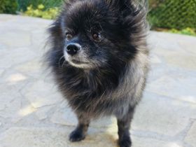 Pomeranien Mädchen Terisa