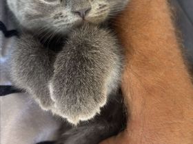 Liebevoller BKH-Kater sucht seine neue Familie