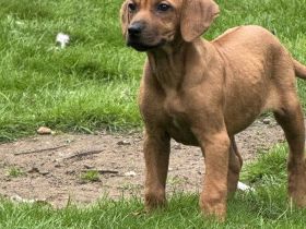 Ridgebackwelpen