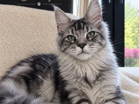 Maine Coon Mädchen mit Stammbaum