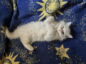 🐾 9 Wochen junges Kitten ( Kater ) sucht ein liebevolles zu Hause 🐾