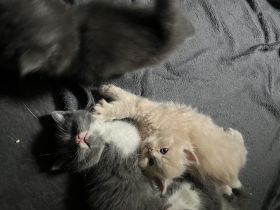 🐾 Kleine Samtpfoten suchen ein liebevolles zu Hause 🐾