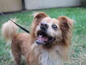 Yuki, Papillon-Chihuahua, geb. 2016, hat es faustdick hinter den plüschigen Ohren
