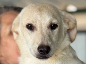 Tobi, Toto - süße Rasselbande auf der Suche nach einem (getrennten) Zuhause; 1J, 38cm