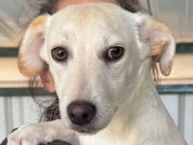 Timo, Tobi, Toto - süße Rasselbande auf der Suche nach einem (getrennten) Zuhause; 1J, 33cm