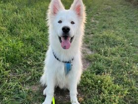 Über Ghost – Traumhund sucht Traumzuhause