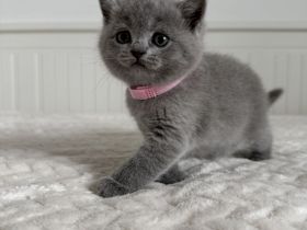 BKH Kitten Britisch Kurzhaar Katzen reinrassig in blau