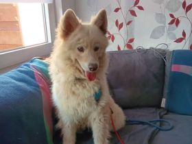 Samojedenhündin Eva