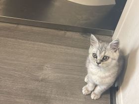 BKH Kitten auszugsbereit