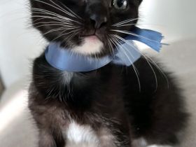 Sieben süße EKH-Kitten suchen ihr Für-immer-Zuhause