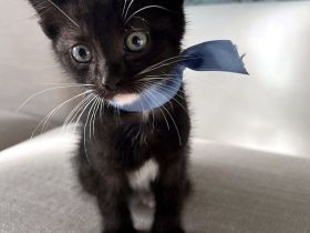 4 Süße EKH-Kitten suchen ihr Für-immer-Zuhause