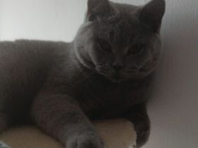 BKH Deckkater in Blue