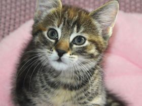 Fellpopos zu vergeben!/ Maine coon /Hauskater Mix