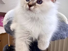 Heilige Birma Kitten mit Stammbaum