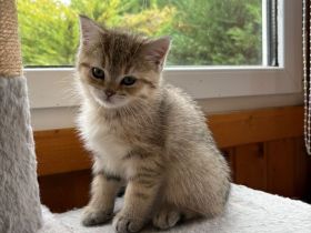 Britisch Kurzhaar Kitten Eltern mit Stammbaum Katzenbabys BKH
