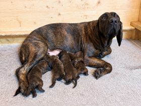 Reinrassige Hannoversche Schweißhunde --- Welpen (3 Hündinnen, 2 Rüden)