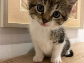 Katzenbaby