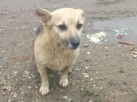 Kukla sucht ein warmes Zuhause