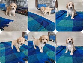 Geschwister auf der Suche nach ihren Zuhause. Nevio, Woody, Basti, Ronja, Caramelie, Molly, Elpida