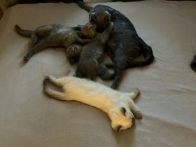 3 wunderschöne Bkh mix Ekh Kitten