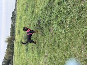 Verkaufe unseren Rottweiler