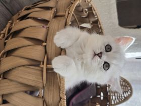 Zauberhafte BKH Kitten in Silver-Chinchilla🐾