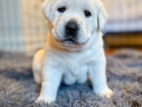 Labrador