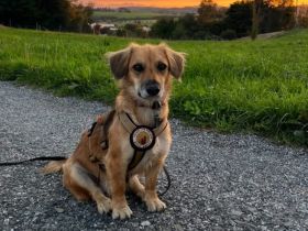 Livvy sucht ein ruhiges Zuhause