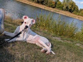Traumhafte Boxer-Hündin (4,5 Monate) in liebevolle Hände abzugeben – Mit Papieren & topgesund!