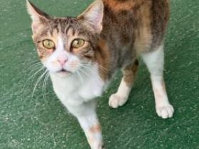 Opra, Handicat