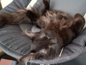 Sibirische Waldkatze Kater schwarz braun männlich