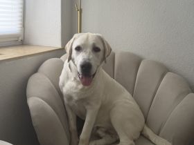 Labrador