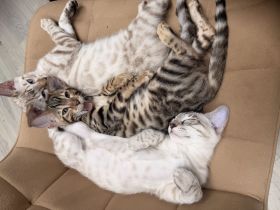 Bengal kitten