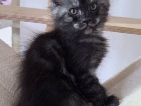Maine Coon Kitten