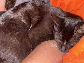 Kater schwarz weiß 6 Monate Europäisch Kurzhaar Hauskater