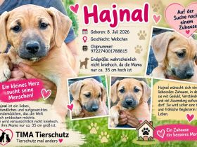 4 Hundewelpen suchen ein Zuhaus