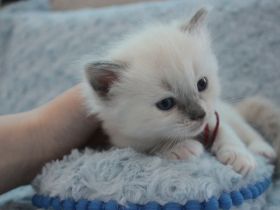Ragdoll Kitten mit Stammbaum
