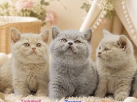 BKH-Kitten vom Züchter mit Stammbaum