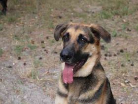 Ivan, Schäferhund-Mix, geb. 2021,Kuschel- und Couchhund der einen engen Anschluss an die Fa