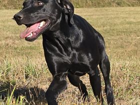 Labrador-Vizsla-Mix sucht neue Heimat