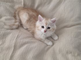 Sibirische Kitten + Neva Masquarade Kitten