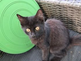 Kitten zu verkaufen