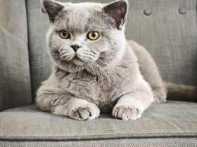 Deckkater