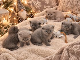 Wunderschöne BKH Weihnachts Kitten Katzenbabys in liebevolle Hände abzugeben