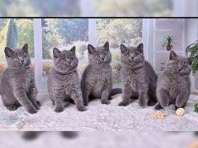 Wunderschöne BKH Kitten Katzenbabys