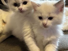 Ragdoll Kitten reinrassig