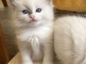 Reinrassige Ragdoll Kitten