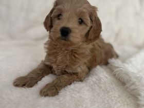 Maltipoo Welpen