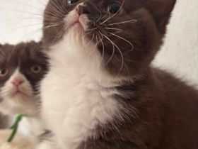 Bkh- Kitten mit Stammbaum