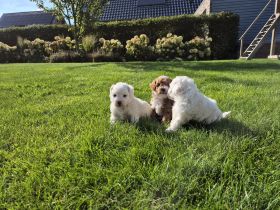 Einzigartige Goldendoodle Mini Welpen (F2B, Multigen) ähnlich Pudel, Cockapoo, Labradoodle